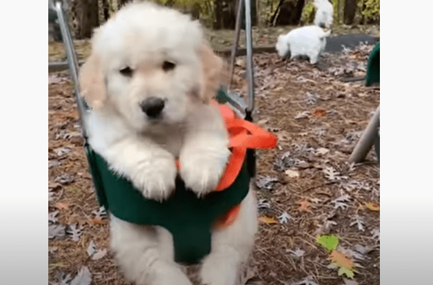 Funniest & Cutest Golden Retriever Puppies - 30 Minutes of Funny Puppy Videos 2022 #5